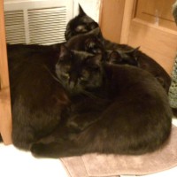 012812-CuddlePuddle