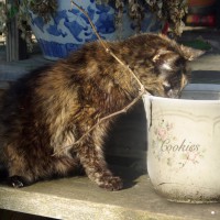 012912-Cookie-cookiejar