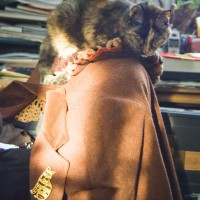 tortoiseshell cat curled up on hat on coat on chair