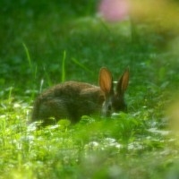 wild rabbit