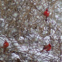 Birds-ThreeCardinals