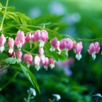 bleeding hearts and forget met nots