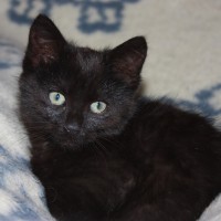 black kitten