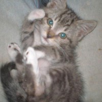 tabby kitten