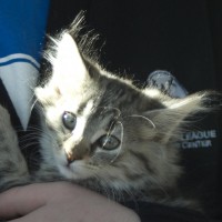 long-haired silver tabby kitten