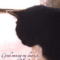 black cat looking out window with text