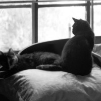 two cats on a pillow