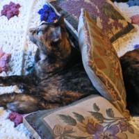 two tortoiseshell cats on bed
