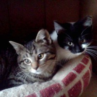 tabby and black and white cat