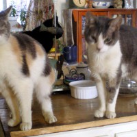 dilute tortoiseshell and gray and white cats