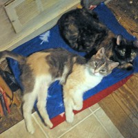 dilute calico and tortoiseshell cats