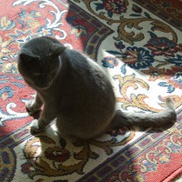 gray cat on oriental rug