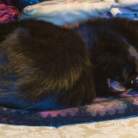 two black catson afghan