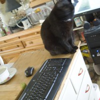 black cat with computer keyboard