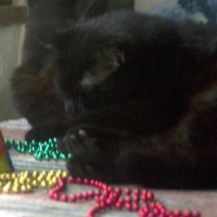 two black cats and colored beads