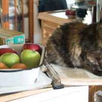 tortoiseshell cat on cookbook