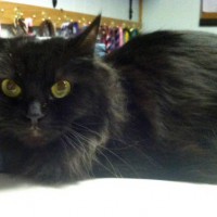 long-haired black cat