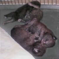 four black kittens