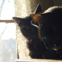 two black cats in profile