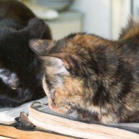 black cat and tortoiseshell cat