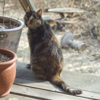 tortoiseshell cat on deck