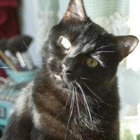 black cat with head tilted