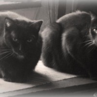 two black cats