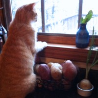 oramge cat watching birds