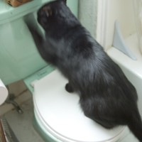 black cat scratching at toilet tank