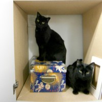 two black cats in cabinet
