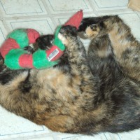 022511-KellyCatnip