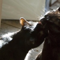 two black cats bathing each other