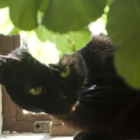 black cat with green leaves