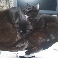 pile of black cats on desk
