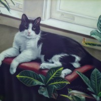 portrait of black and white cat