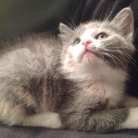 dilute calico cat