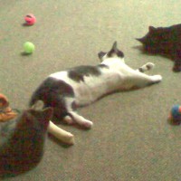 three kittens and a lot of cat toys