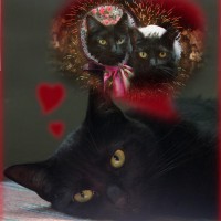 black cat dreaming of another cat