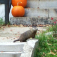 groundhog on steps to house.