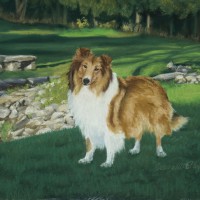 portrait of collie in park