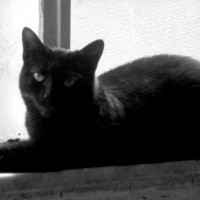 black cat on windowsill