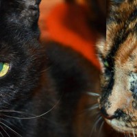 Black and tortoiseshell cats