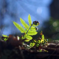 Woods-FernFrond