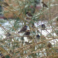 birds-SparrowsInForsythia