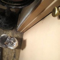 dilute calico cat
