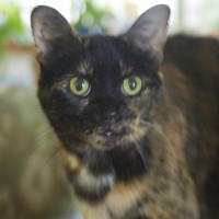 tortoiseshell cat