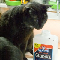 black cat sniffing glue bottle