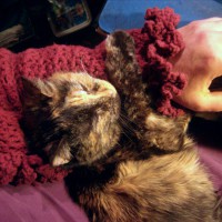 tortoiseshell cat sleeping