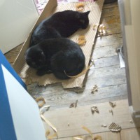 two black cats asleep