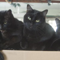 four black cats on box